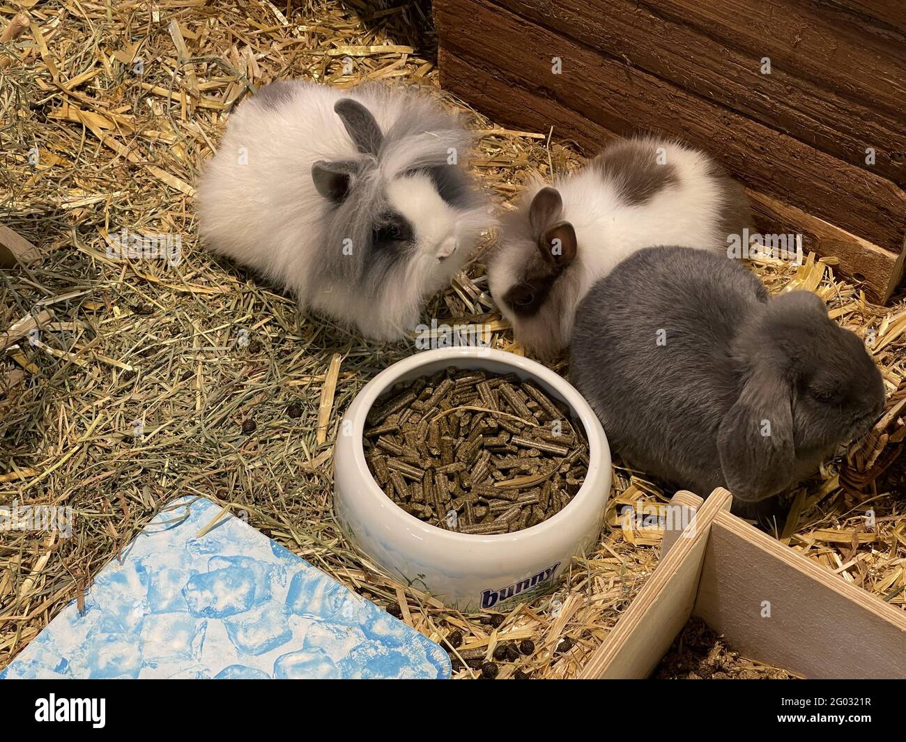 Cute baby bunnies eating food Stock Photo