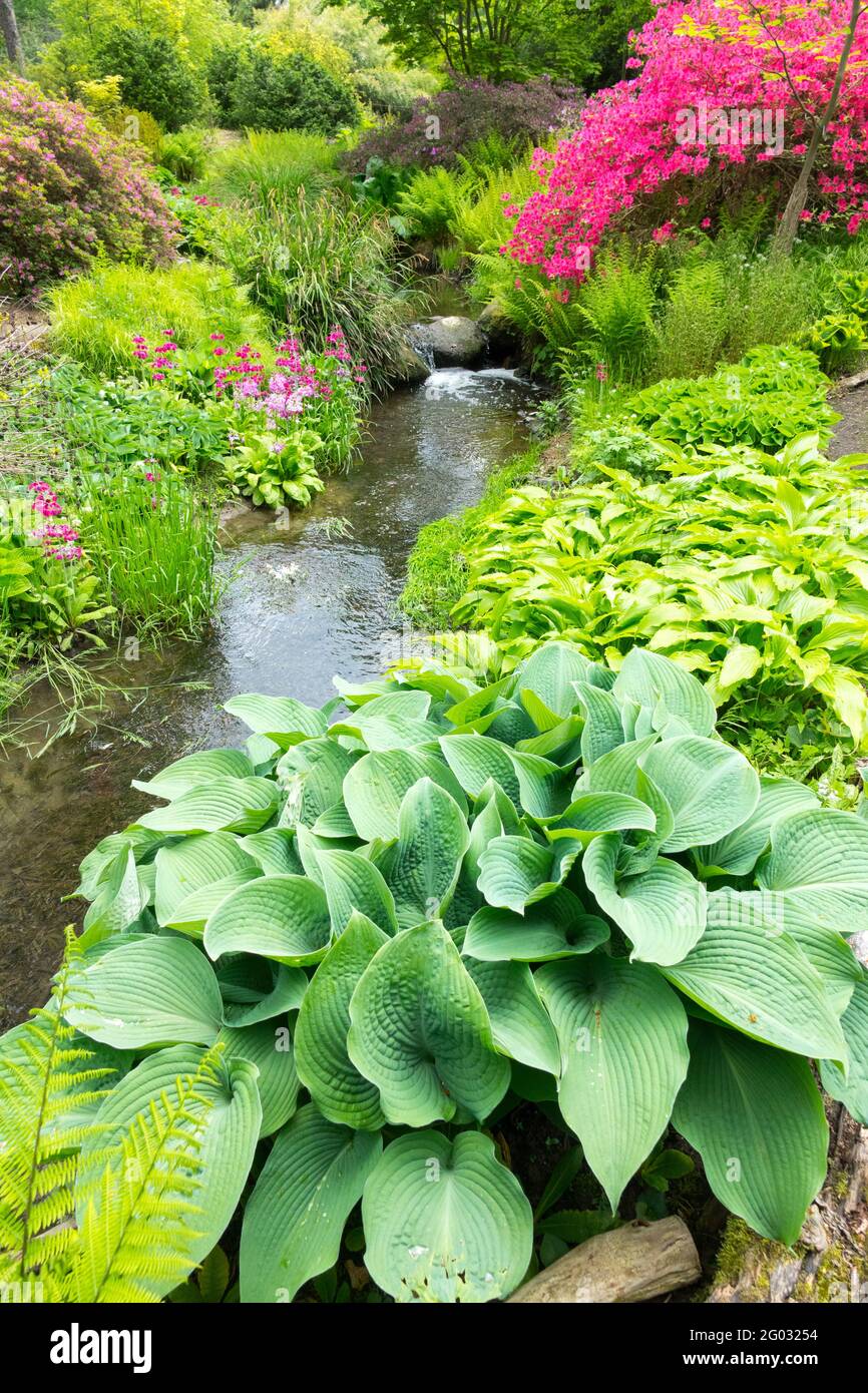 Plants growing on the banks of a stream flowing through the garden. Hostas leaves, flowering rhododendron ferns foliage, spring scenery stream Czech Stock Photo