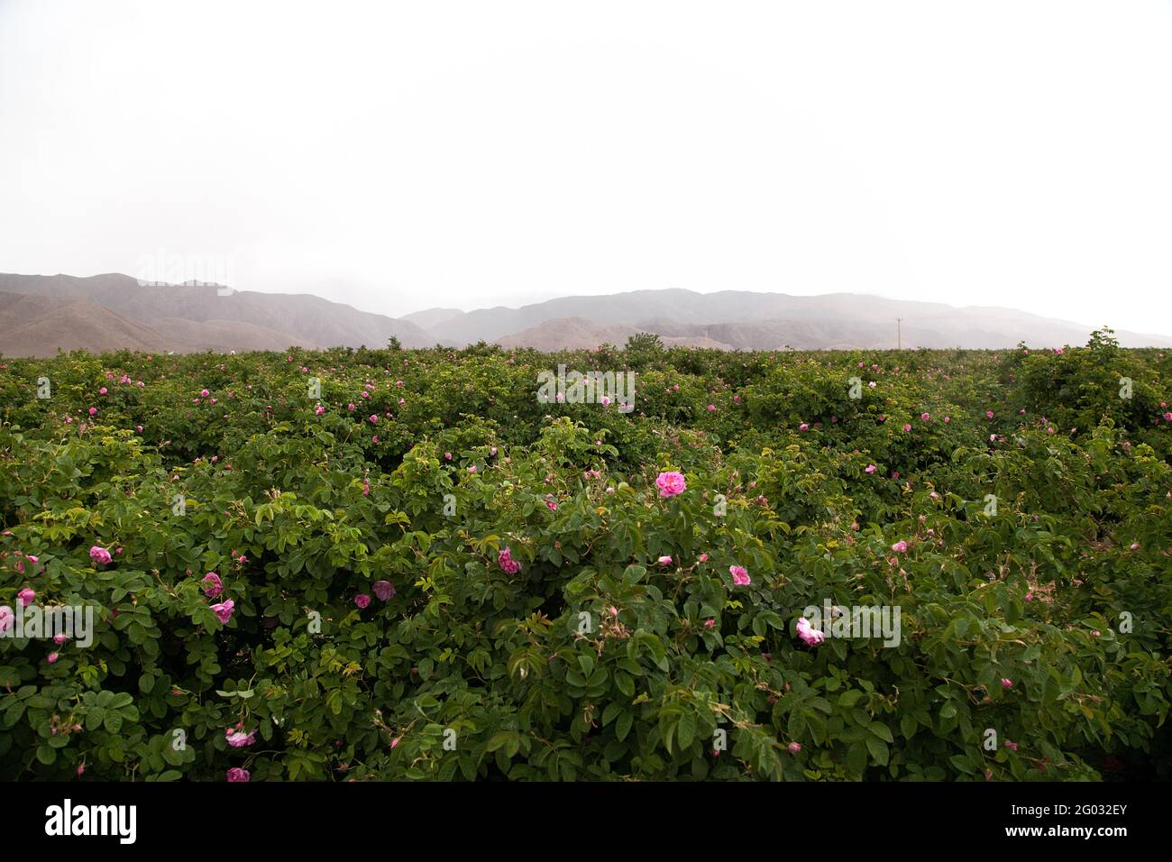 Um Rosenwasser und Rosenöl herzustellen, gehen Frauen und Männer im Iran jedes Jahr im Mai zur Ernte auf die Felder. Die Stadt Ghamsar ist bekannt für Stock Photo