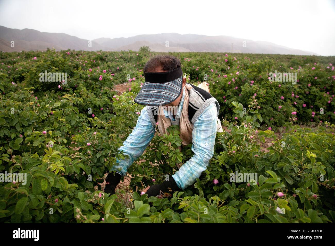Um Rosenwasser und Rosenöl herzustellen, gehen Frauen und Männer im Iran jedes Jahr im Mai zur Ernte auf die Felder. Die Stadt Ghamsar ist bekannt für Stock Photo