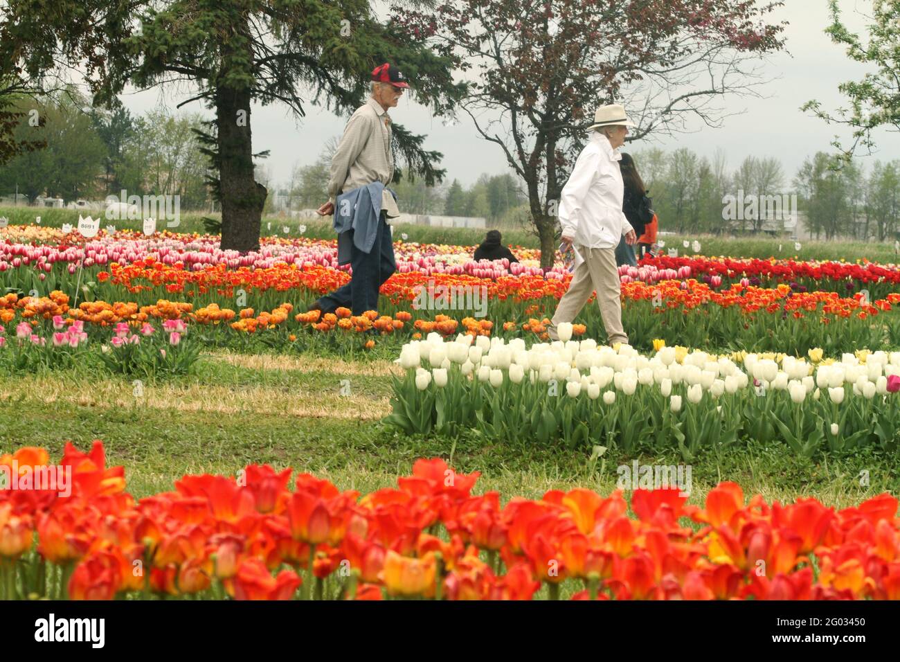 People visiting the Veldheer Tulip Garden in Holland, MI, USA Stock