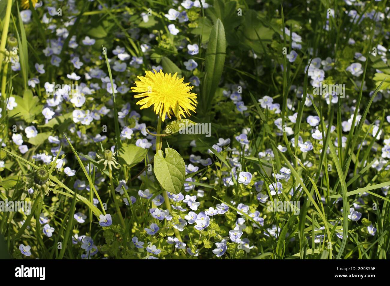 Yellow dandelions in the field. Beautiful dandelions grow in the meadow. Solar plant in nature. Stock Photo