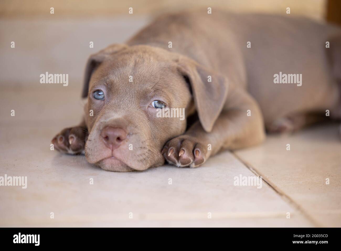 A puppy dog lay on the floor Stock Photo Alamy