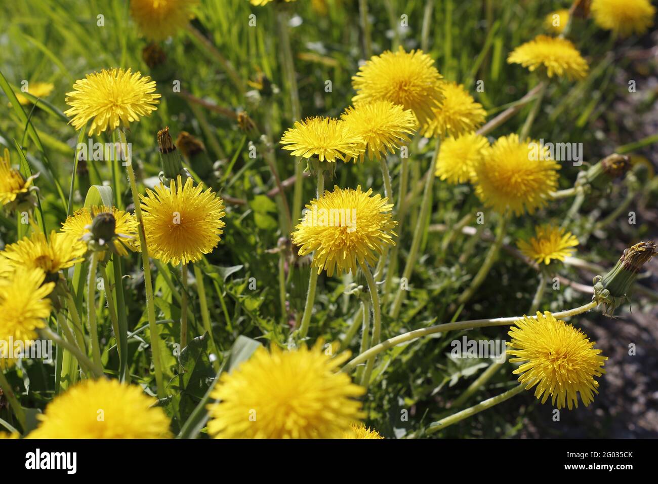 Yellow dandelions in the field. Beautiful dandelions grow in the meadow. Solar plant in nature. Stock Photo