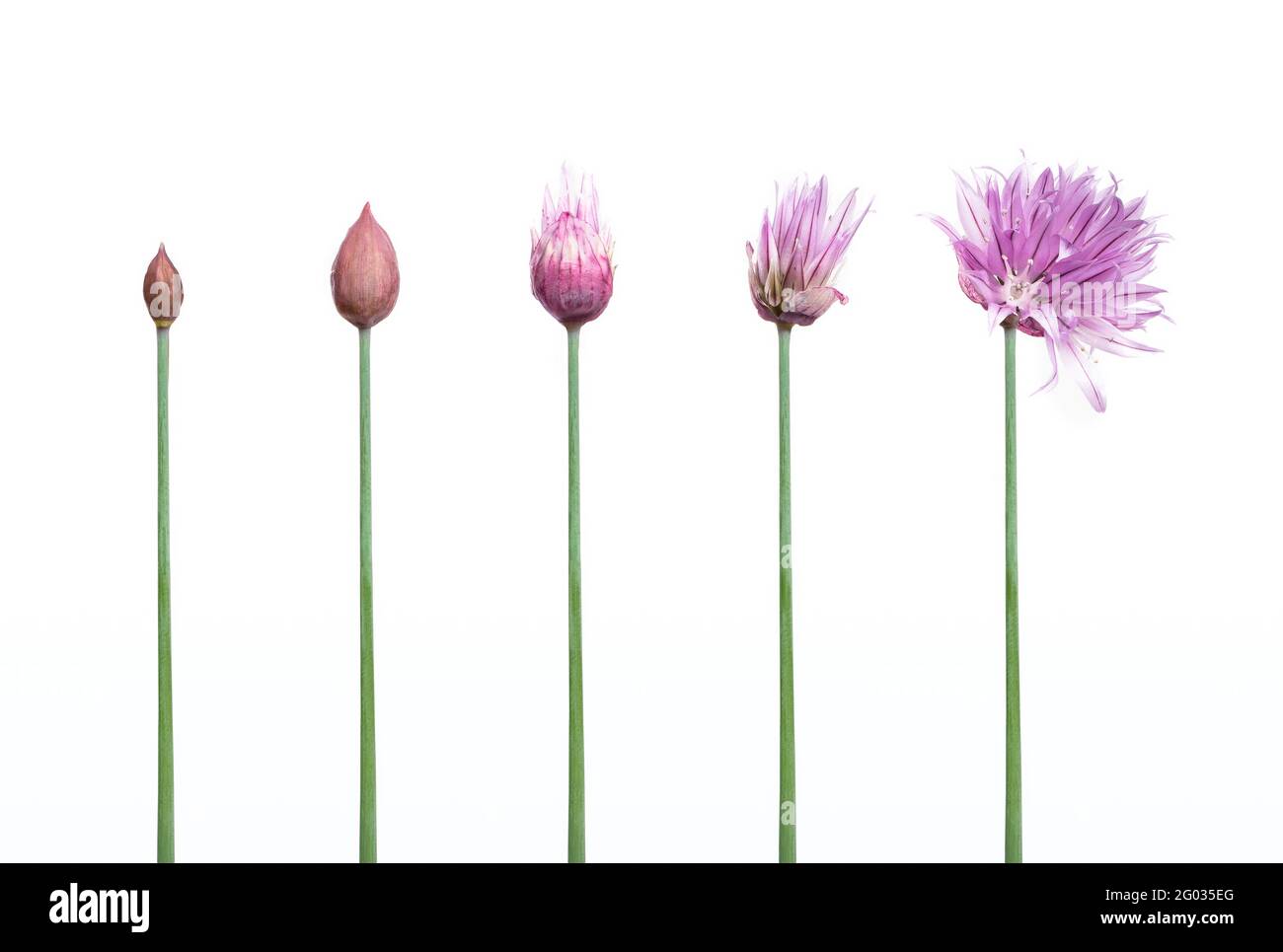 Bud plant development stage hires stock photography and images Alamy