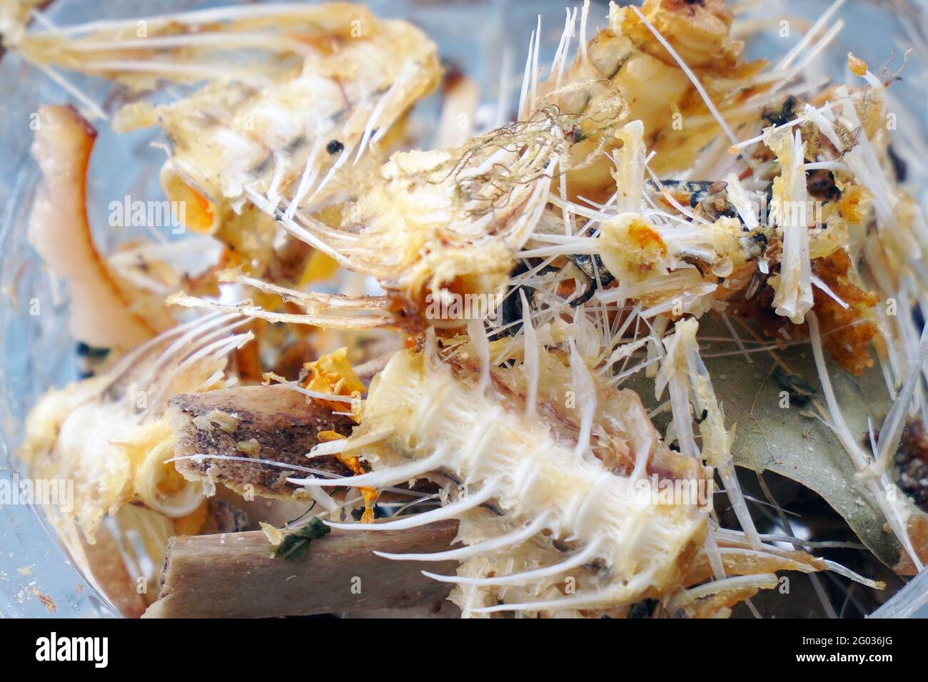 A small pile of fish bones and leftover food in closeup. Food waste