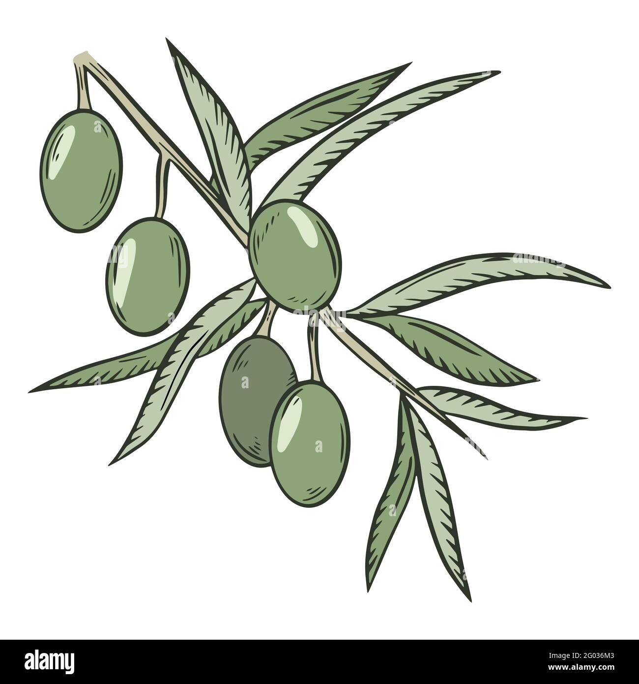 Branch with green olives, vector. The collected fruits of the olive tree. Oilseeds. Hand drawing. Stock Vector