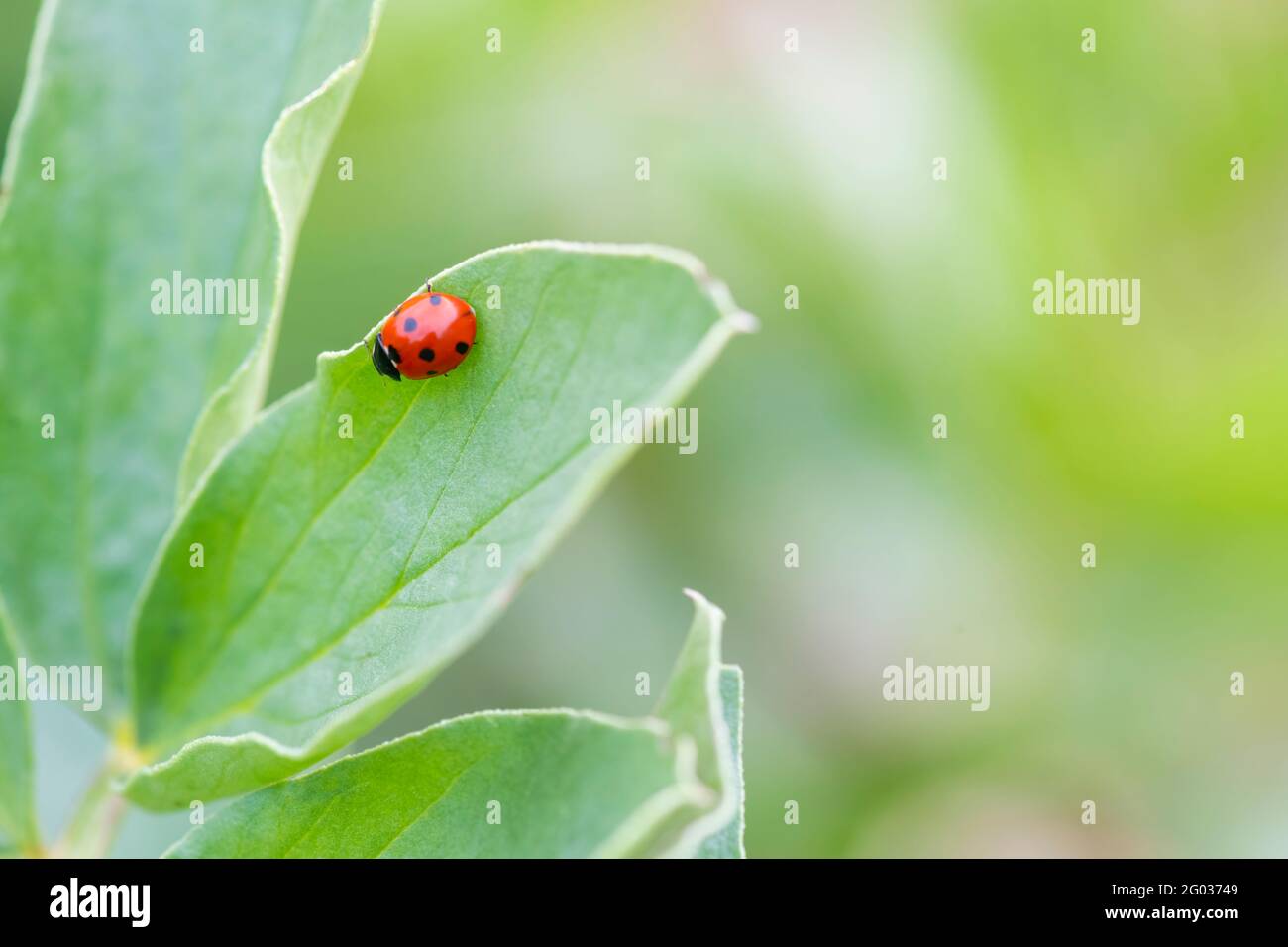 Close up images of insects hi-res stock photography and images - Alamy