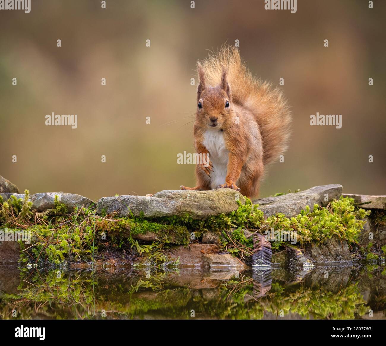 Red Squirrel in its natural habitat in Scotland Stock Photo