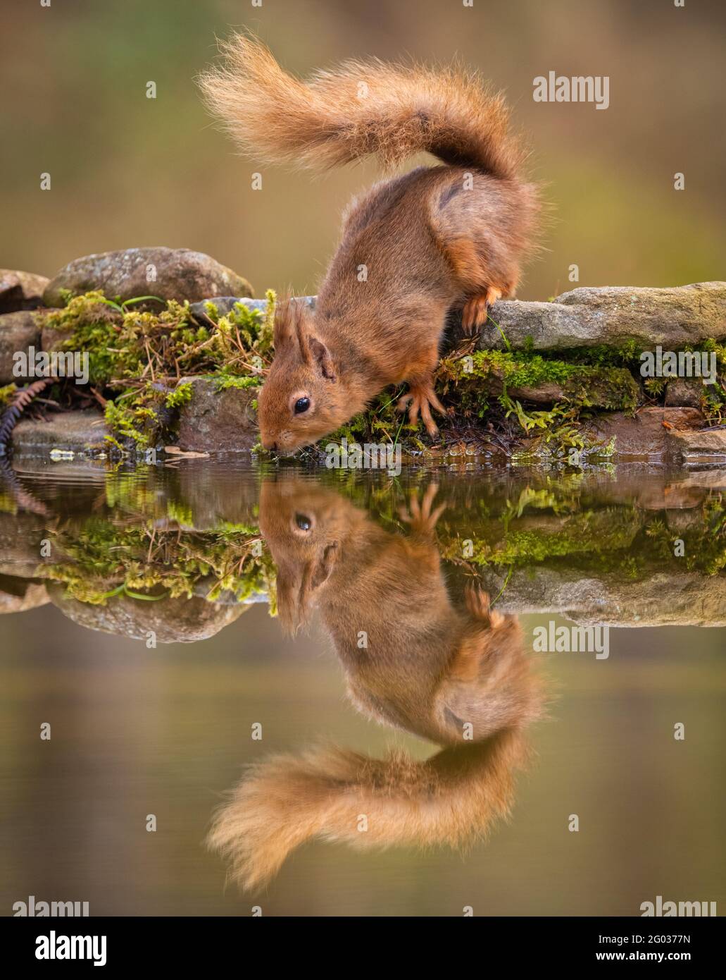 Red Squirrel in its natural habitat in Scotland Stock Photo
