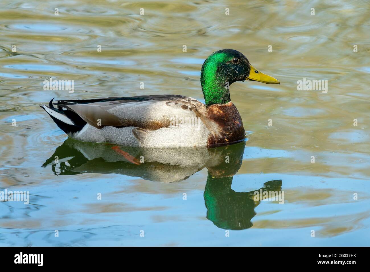 Close up of a male mallard duck in the water Stock Photo