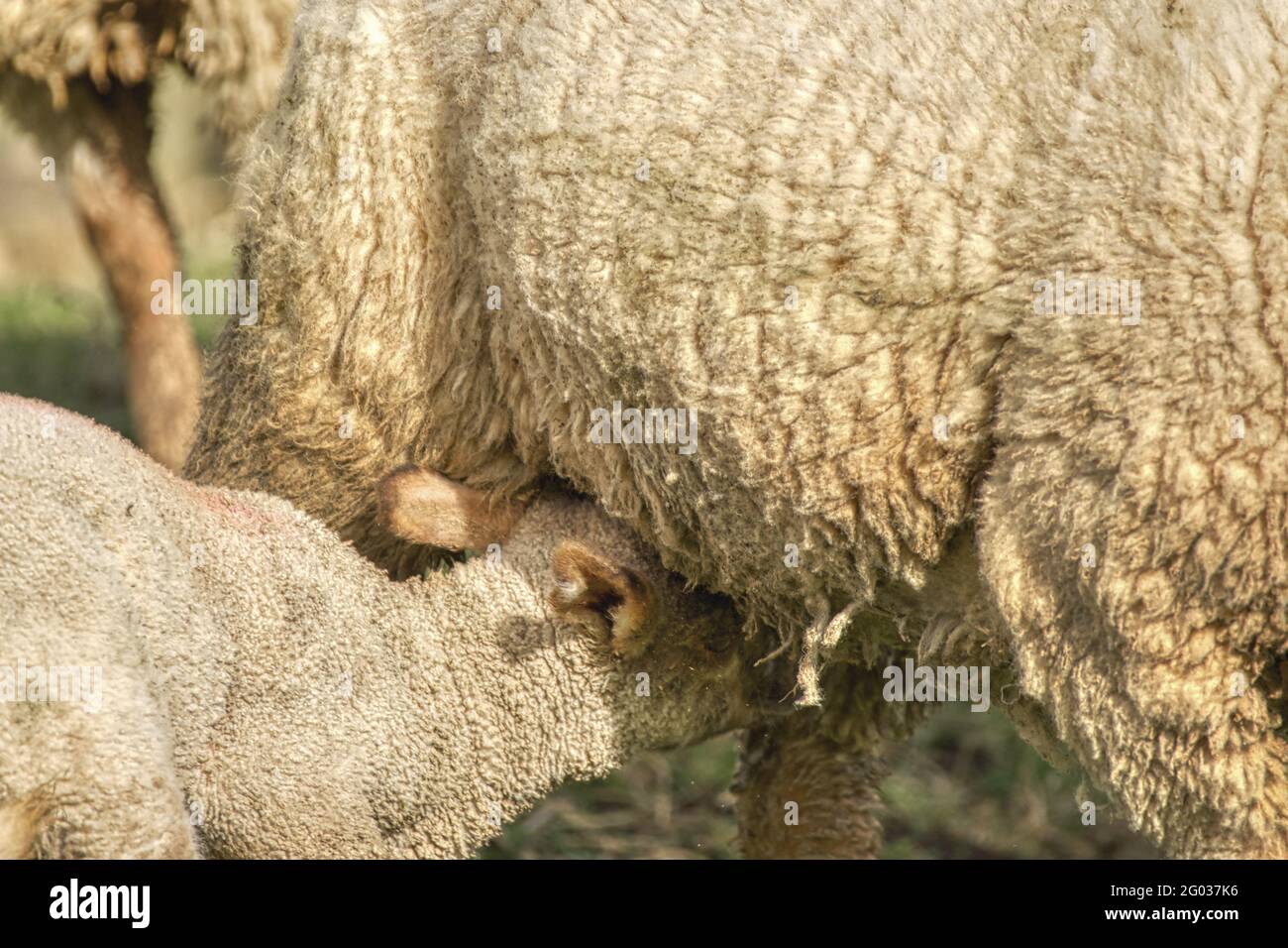 Milk fed lamb hires stock photography and images Alamy