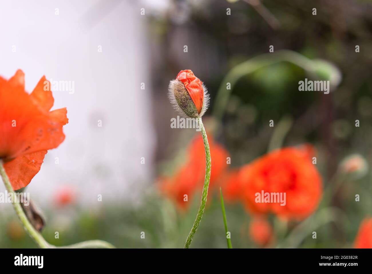 red poppy flower buds. Selective focus. Blurred background. Beautiful bokeh. Poppies in the ground. Copy space concept Stock Photo