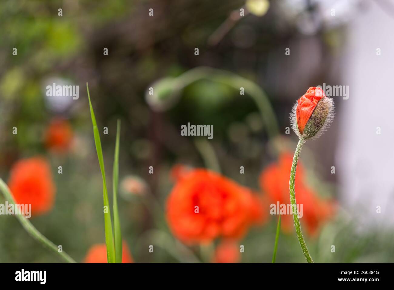 red poppy flower buds. Selective focus. Blurred background. Beautiful bokeh. Poppies in the ground. Copy space concept Stock Photo