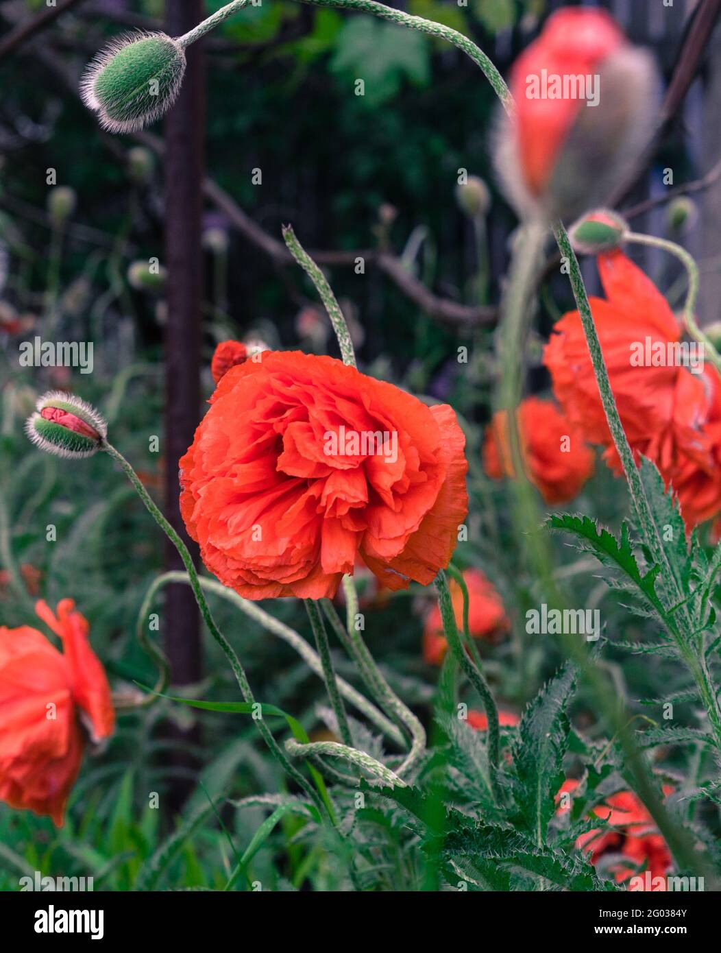 Beautiful red poppies and buds in the garden. Selective focus. Red flowers in the green grass. Countryside flowers Stock Photo