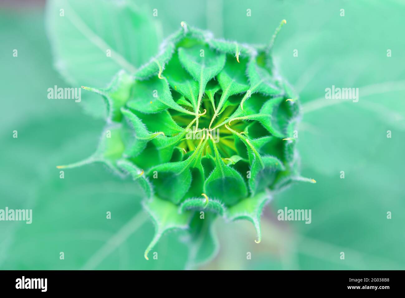 Sunflower bud , growing agricultural plant Stock Photo