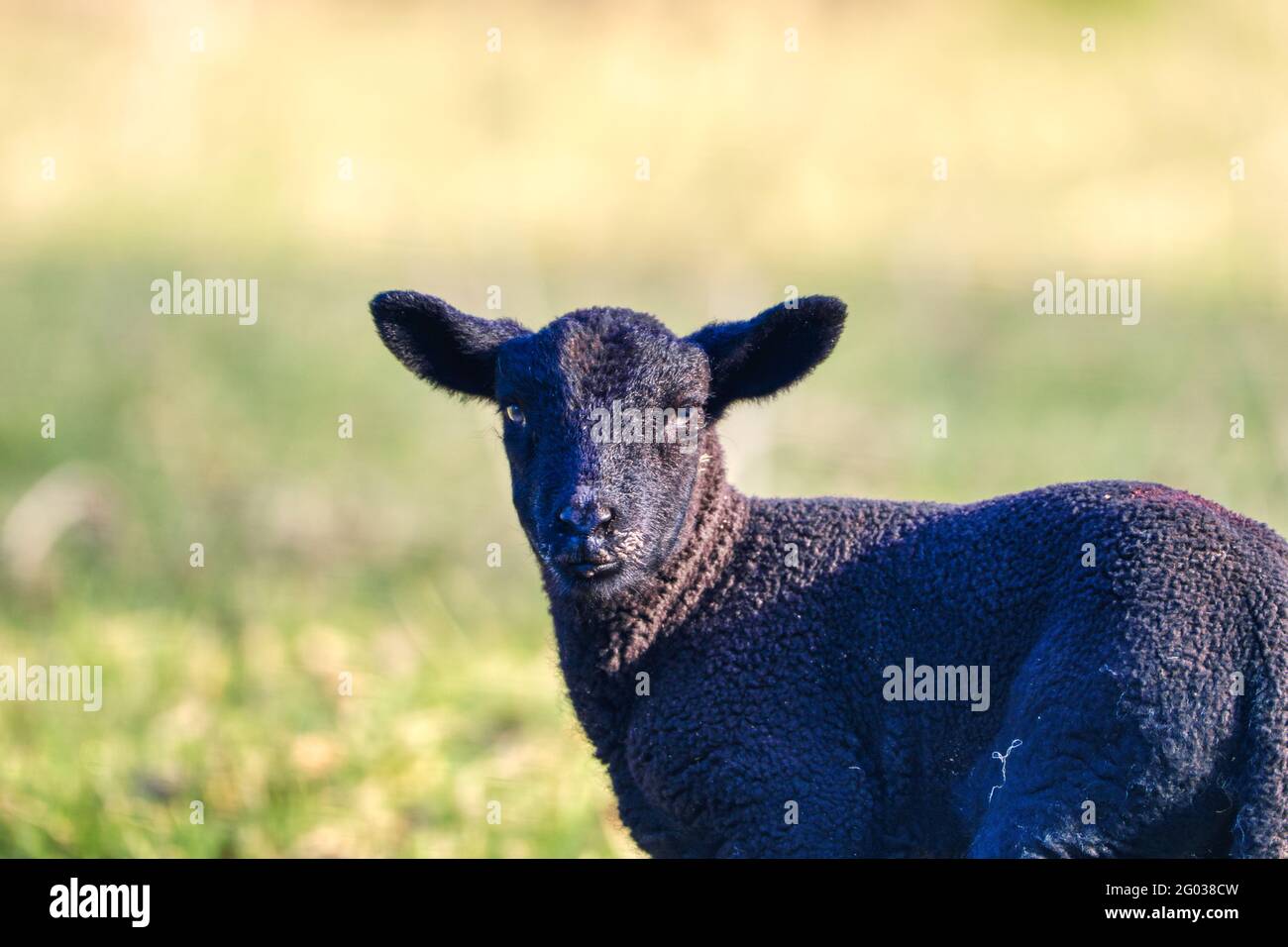 Close up portrait of the black lamb. Co. Wexford. Ireland Stock Photo