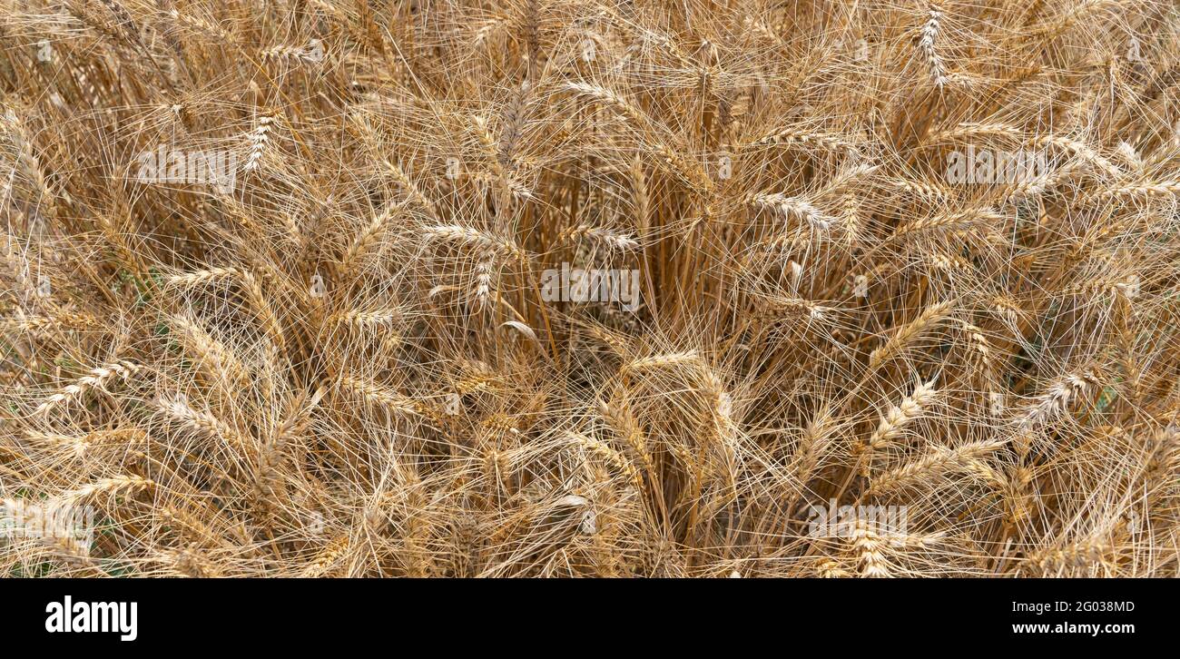 Cereal plants hi-res stock photography and images - Alamy