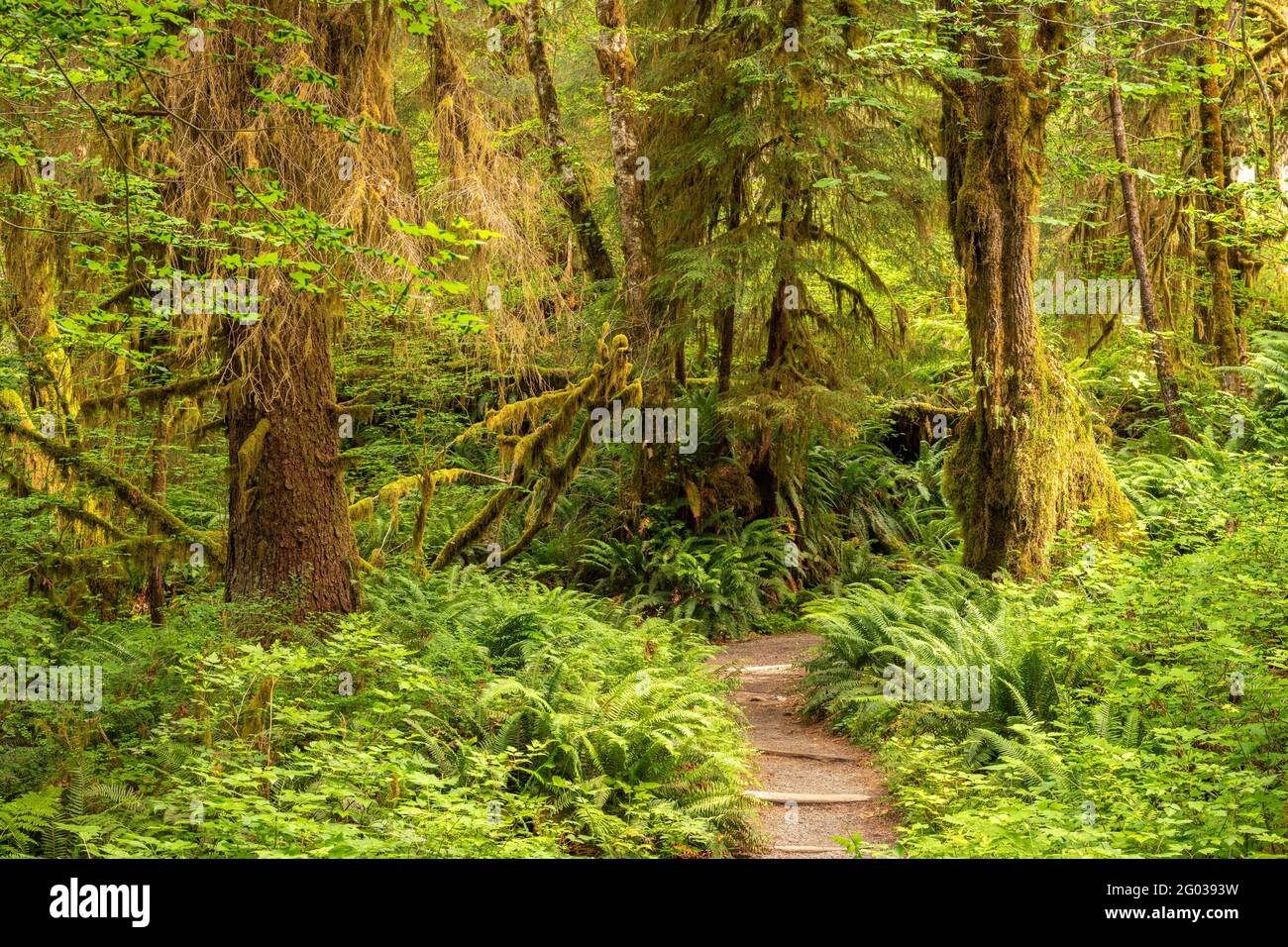 Hall of Mosses in the Hoh Rainforest of Olympic National Park, Washington, USA. Stock Photo