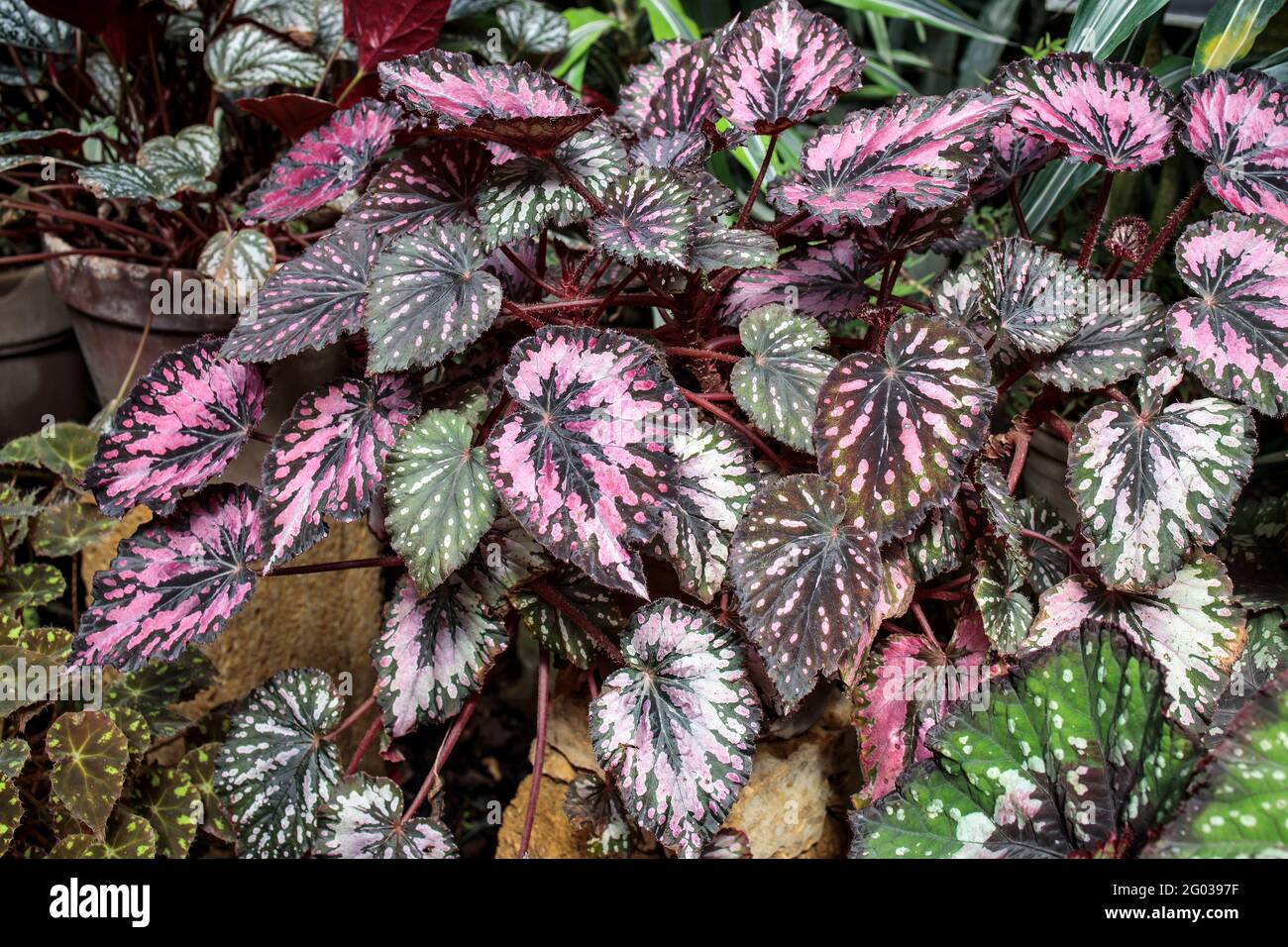 Painted-leaf begonia rex putz in terracotta pots is very popular for decorating landscaping Stock Photo