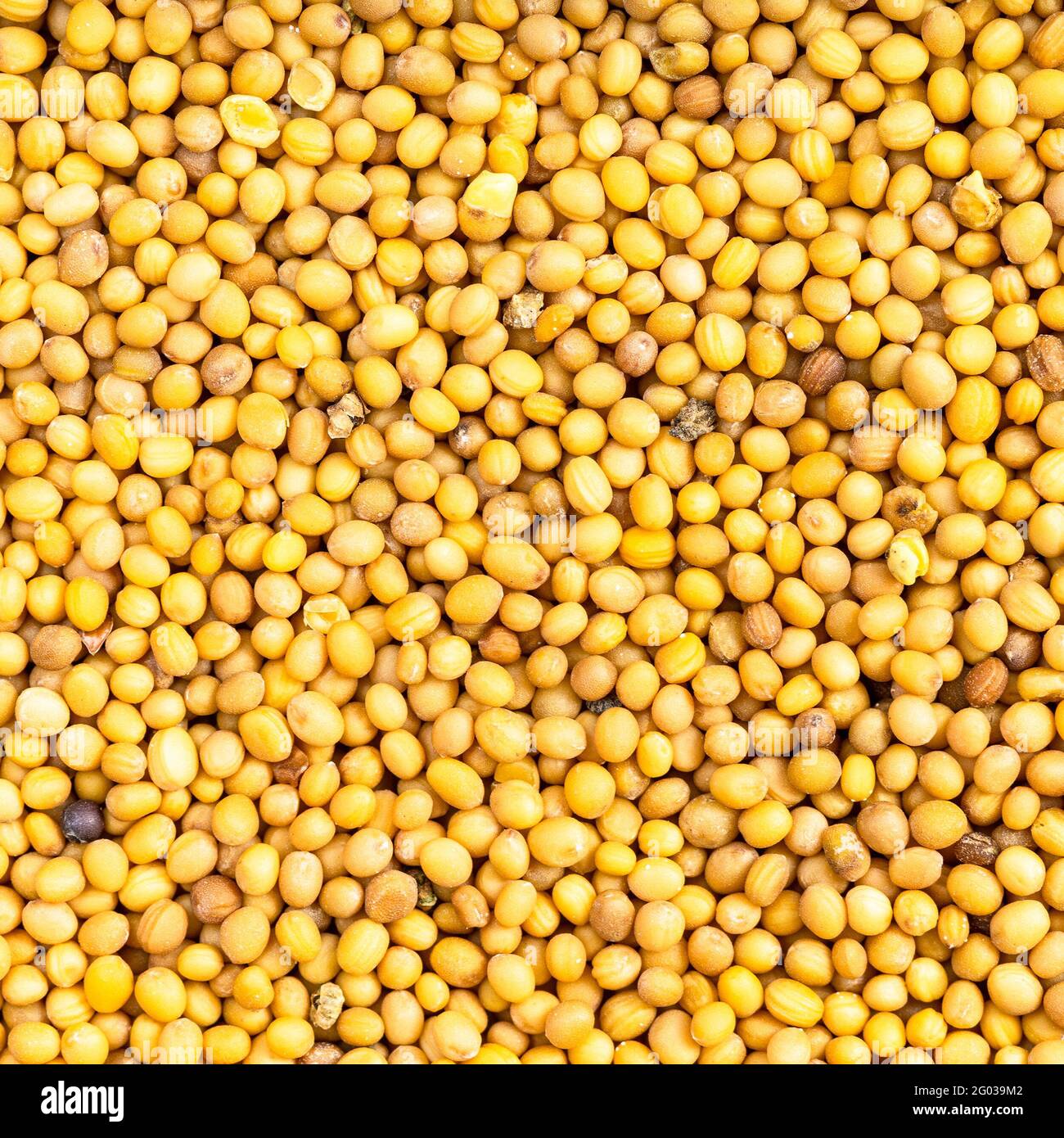 square food background - yellow seeds of brassica juncea mustard close