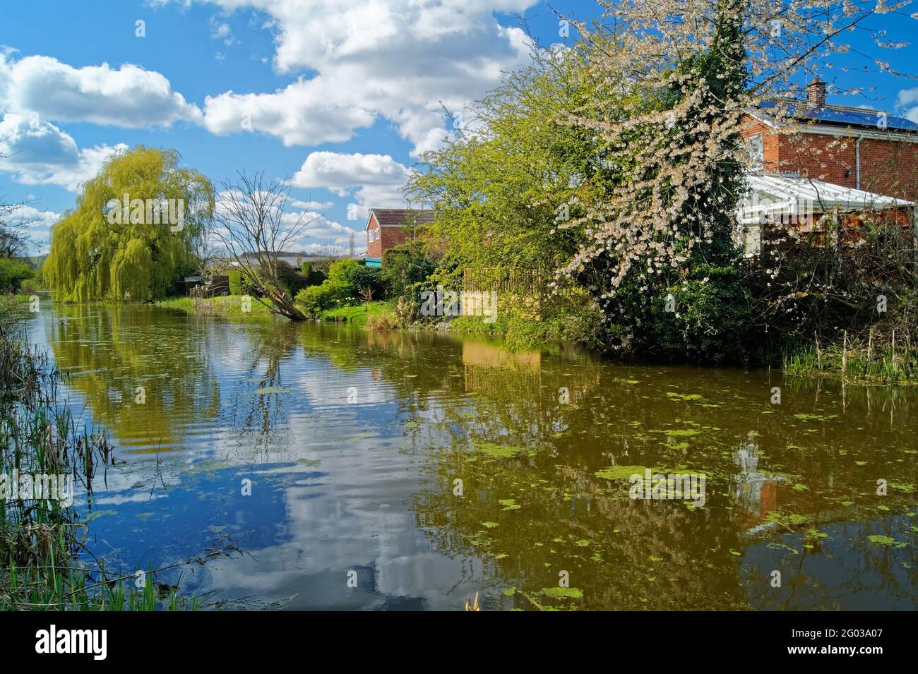 UK,South Yorkshire,Barnsley,Elsecar Canal and Footpath with Blossom in bloom Stock Photo
