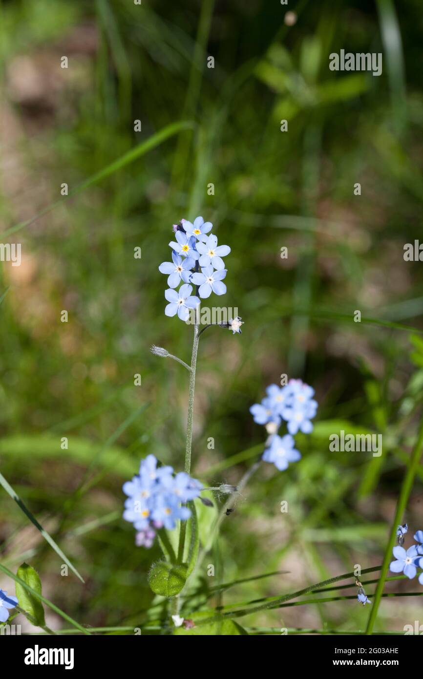 Page 2 Myosotis Forget Me Not Flower Flowers Blue High Resolution Stock Photography And Images Alamy Page 2 Myosotis Forget Me Not Flower Flowers Blue High Resolution Stock Photography And Images Alamy