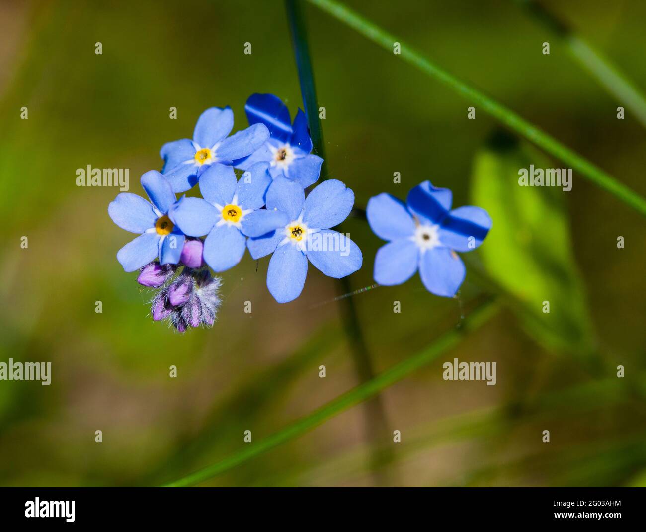 Page 11 Boraginaceae Myosotis High Resolution Stock Photography And Images Alamy