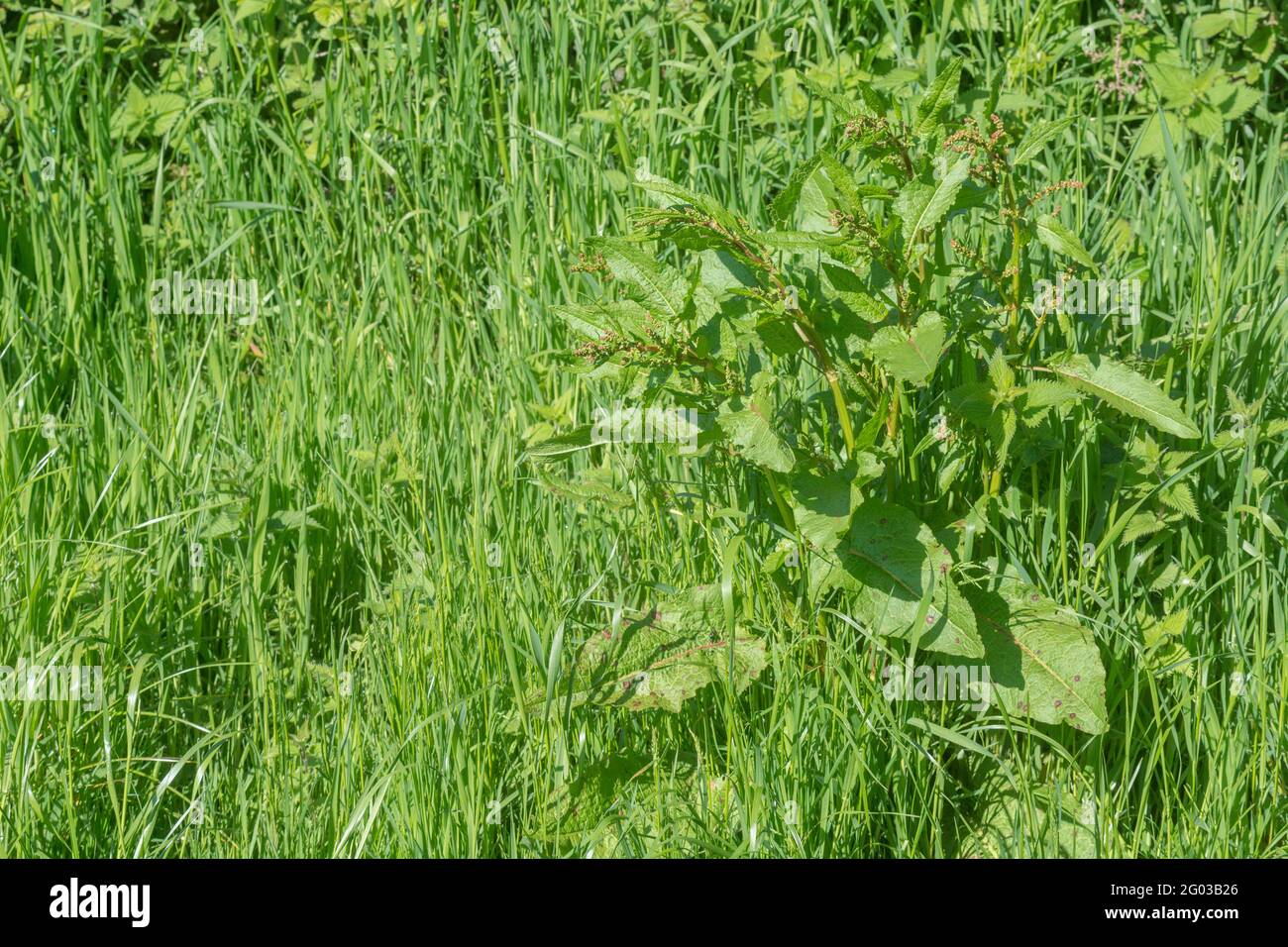 Overgrown rural grass verge in bright sunlight with large specimen of Broad-leaved Dock / Rumex obtusifolius key. It's a troublesome agricultural weed Stock Photo