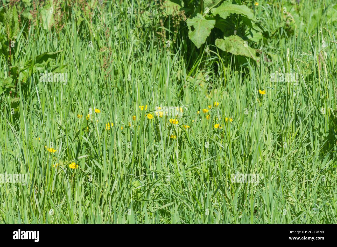 Rural grassy road verge with Broad-Leaved Dock / Rumex obtusifolius & yellow flowering Creeping Buttercup / Ranulculus repens. Troublesome farm weeds. Stock Photo