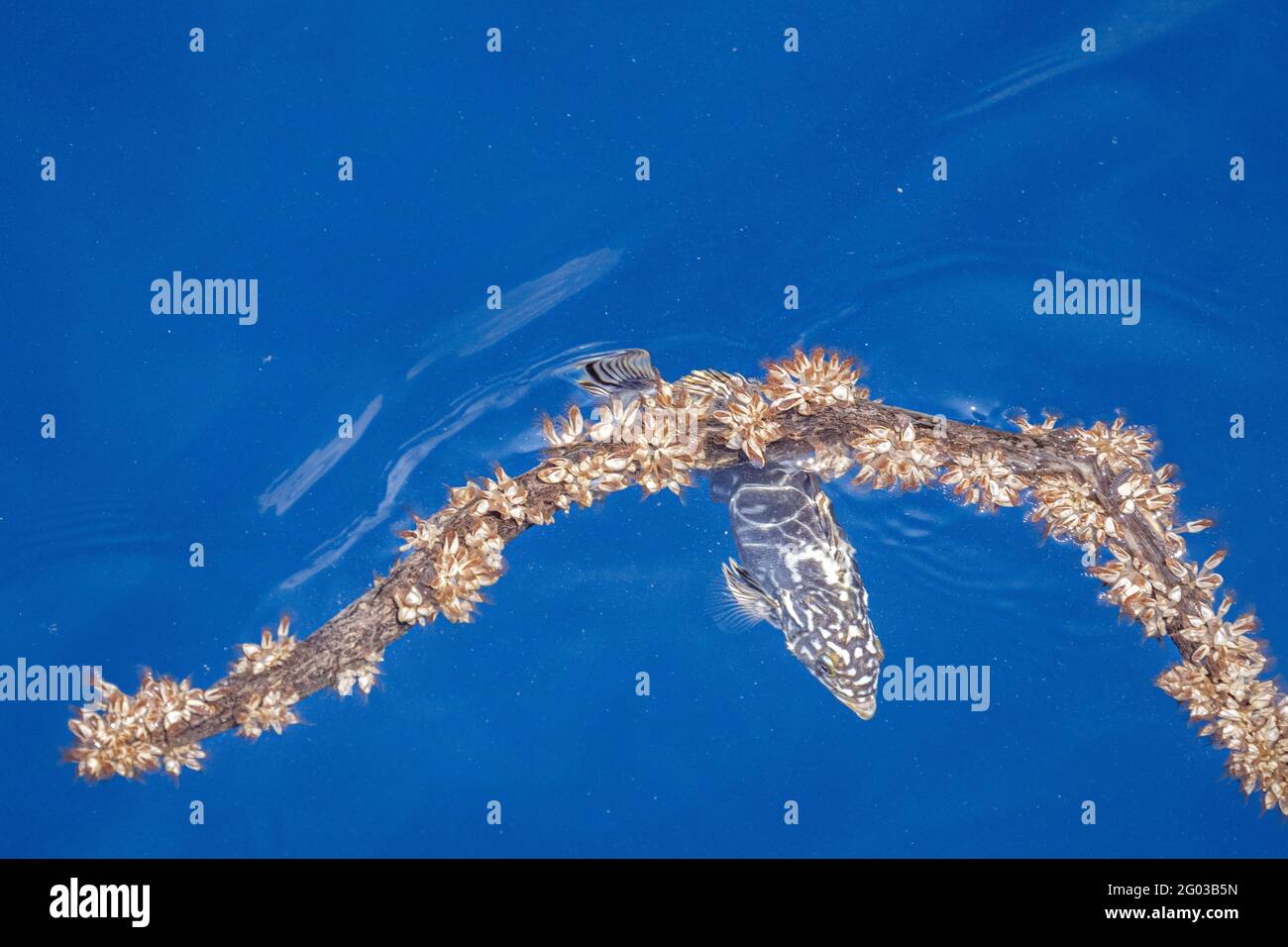 American Grouper fish hiding under lepas clam branch on the Mediterranean sea surface Stock Photo