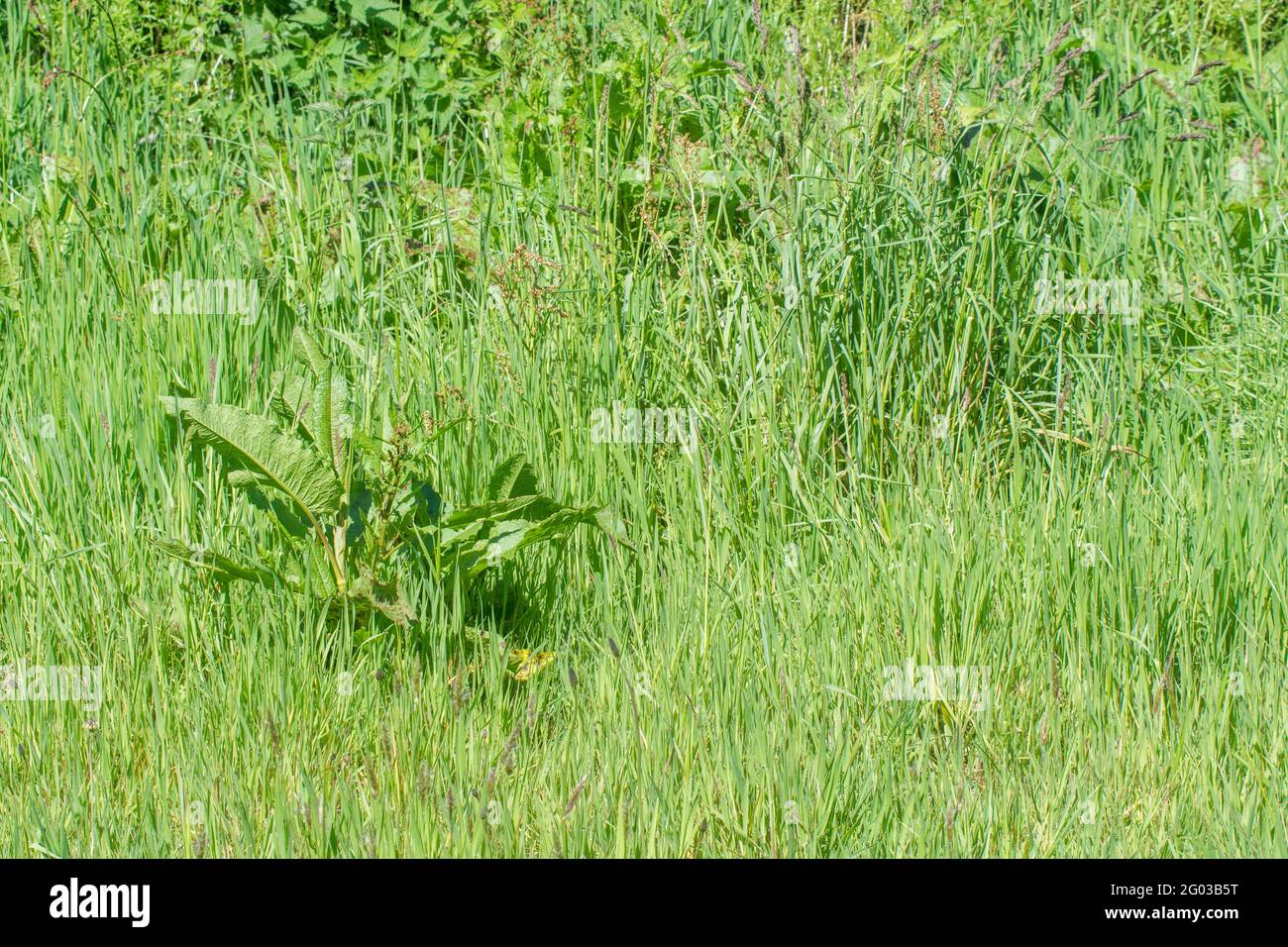 Overgrown rural grass verge in bright sunlight with large specimen of Broad-leaved Dock / Rumex obtusifolius key. It's a troublesome agricultural weed Stock Photo