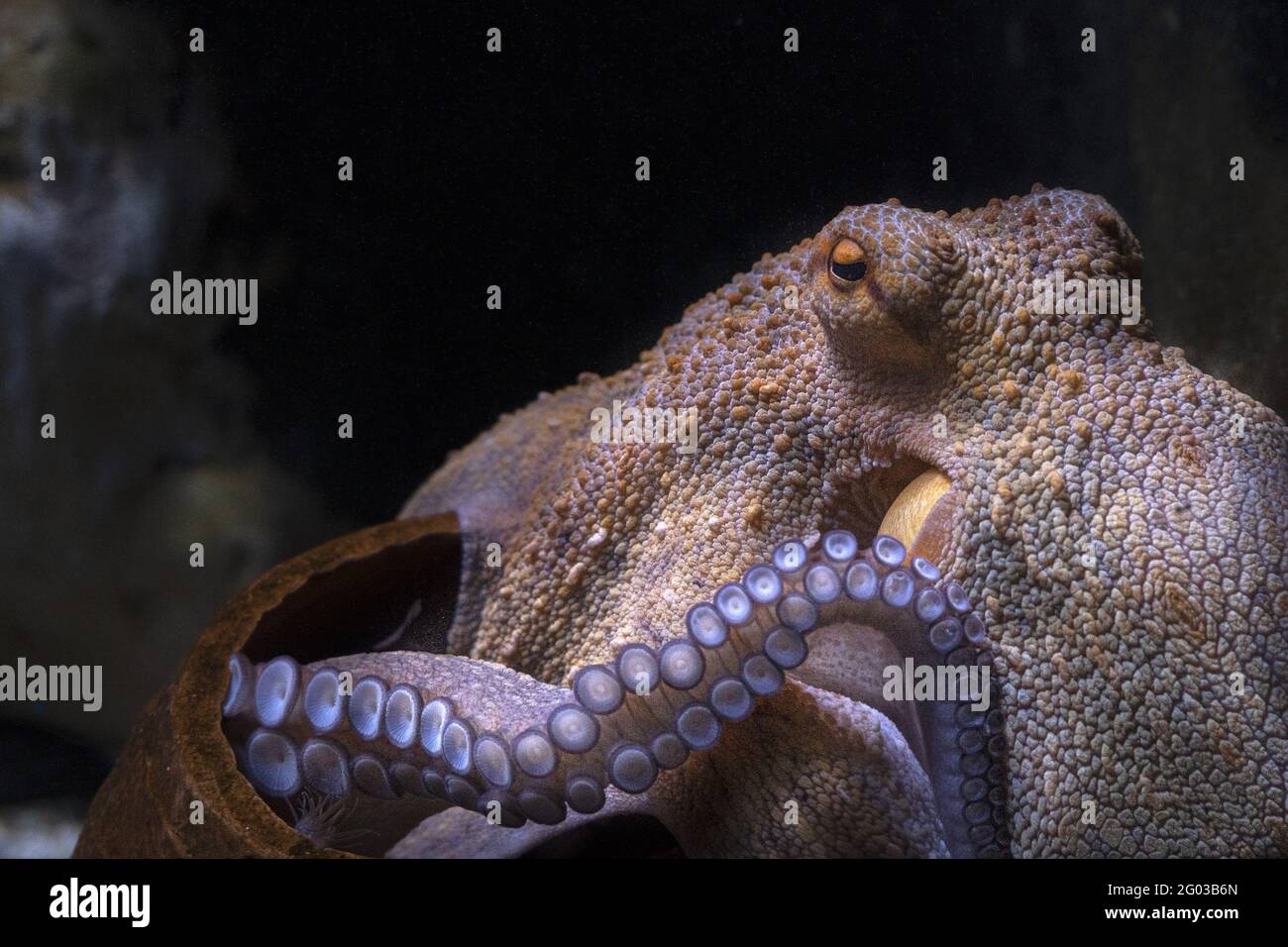 octopus underwater close up portrait detail Stock Photo - Alamy