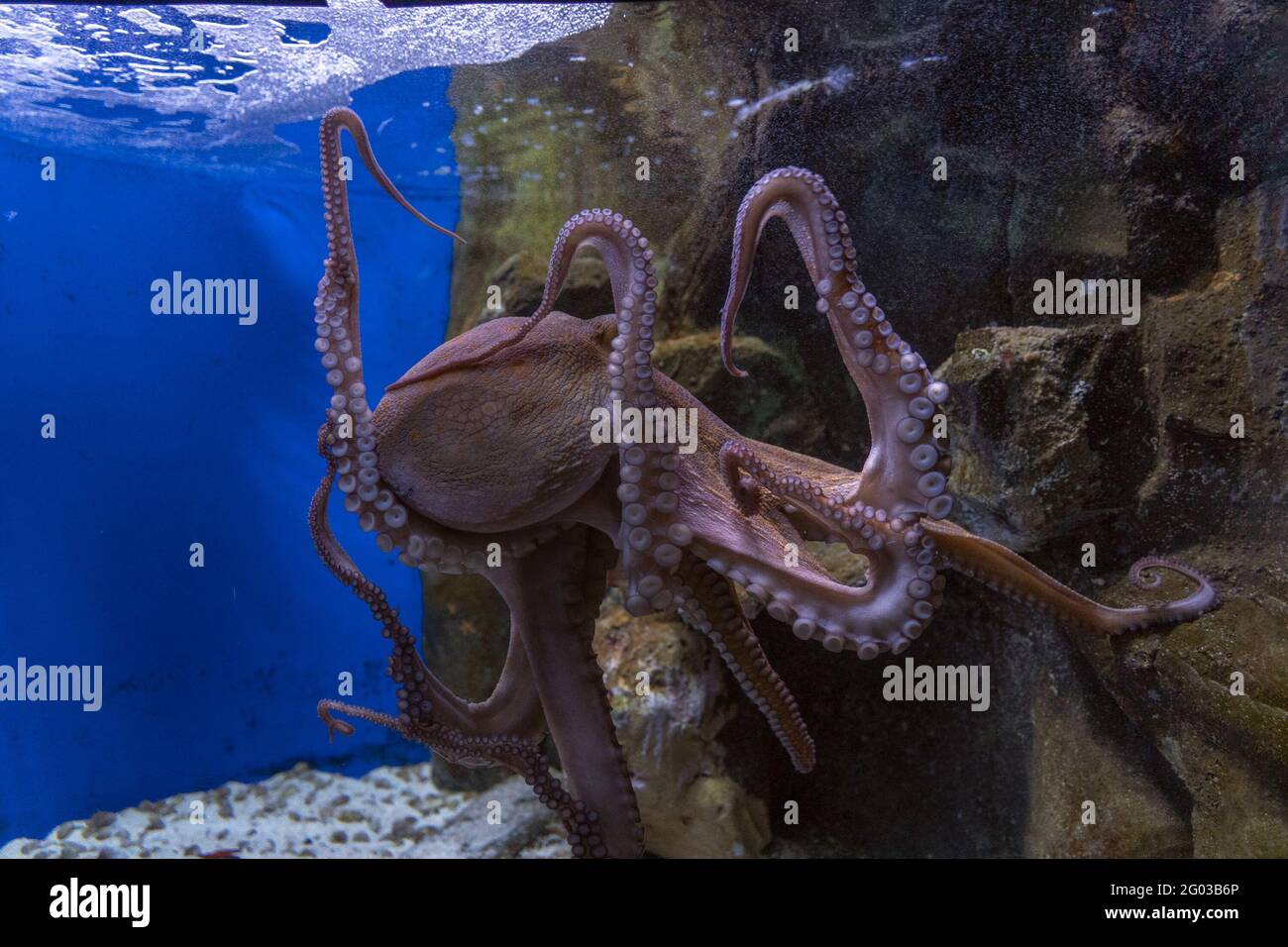 Octopus close up hi-res stock photography and images - Alamy
