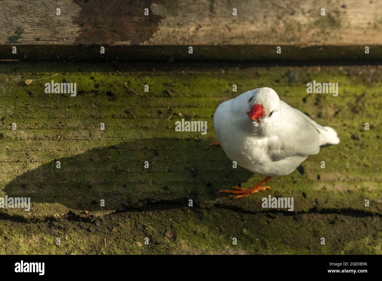 white diamond bird while looking at you close up Stock Photo - Alamy