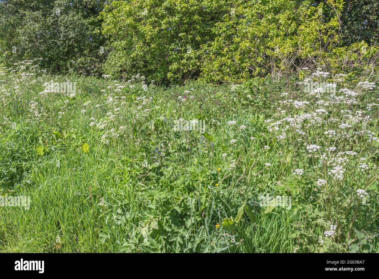 Colourful UK roadside weeds in summer sunshine. For overtaken or overgrown by weeds, weeds out of control, hedgerow weeds in UK. See NOTES for ID. Stock Photo