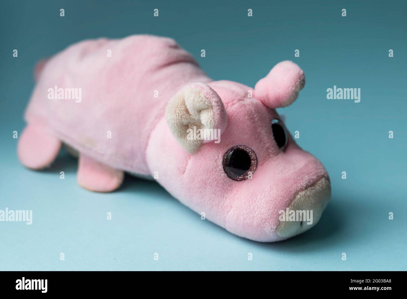 Plush toy pink pig on a blue background. Indoors, day light Front view. Stock Photo