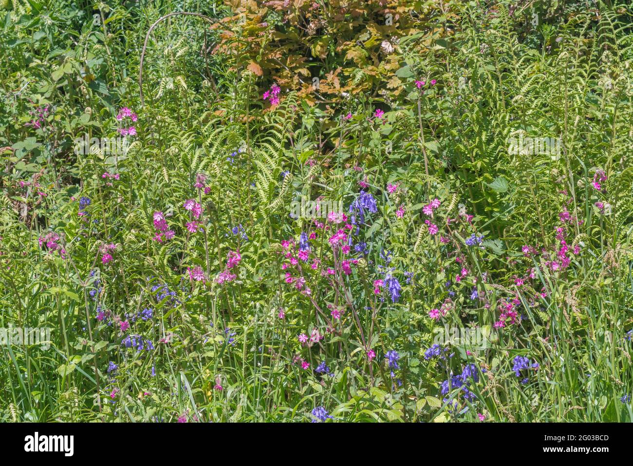 Colourful UK roadside weeds in summer sunshine. For overtaken or overgrown by weeds, weeds out of control, hedgerow weeds in UK. See NOTES for ID. Stock Photo