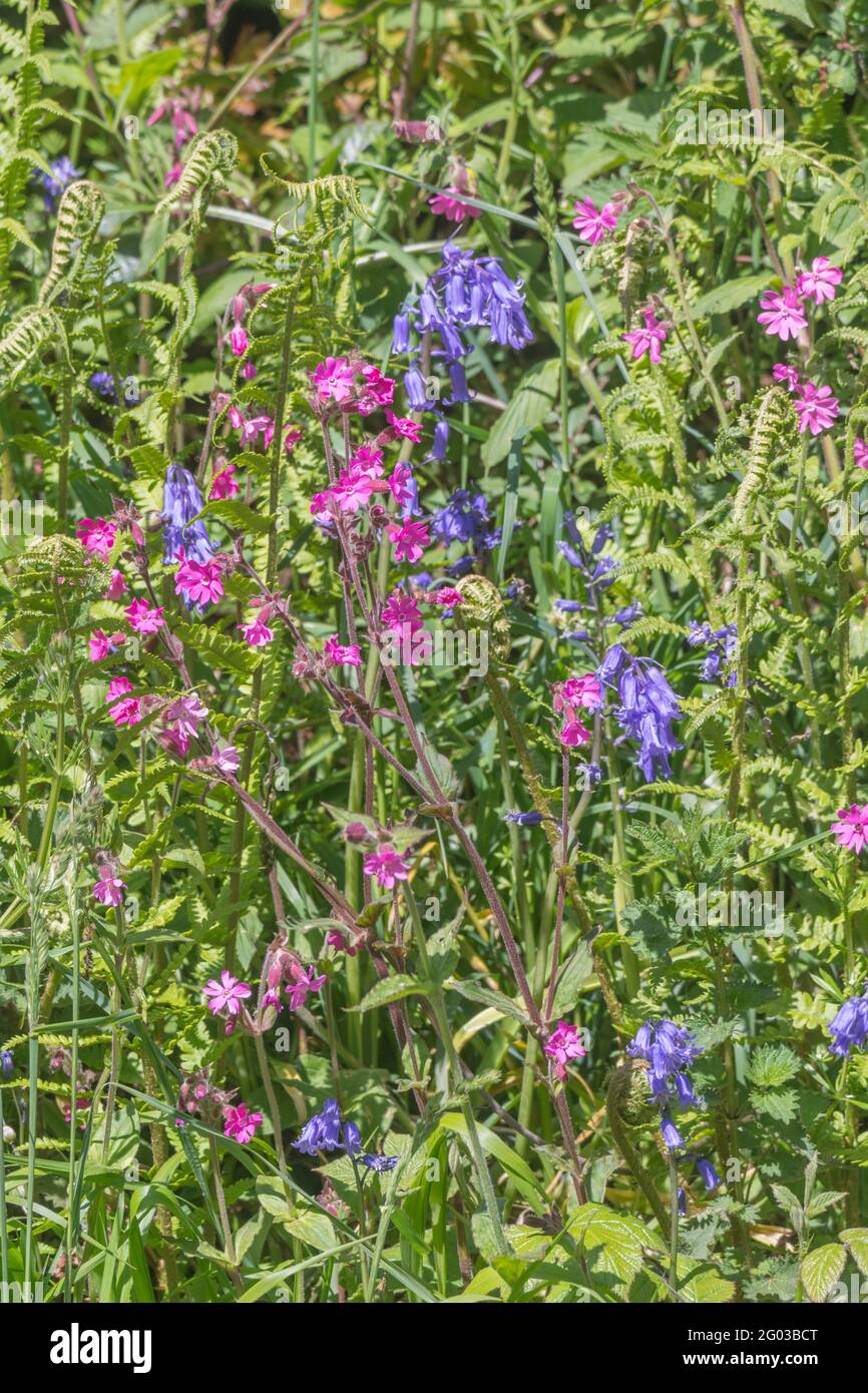 Colourful UK roadside weeds in summer sunshine. For overtaken or overgrown by weeds, weeds out of control, hedgerow weeds in UK. See NOTES for ID. Stock Photo