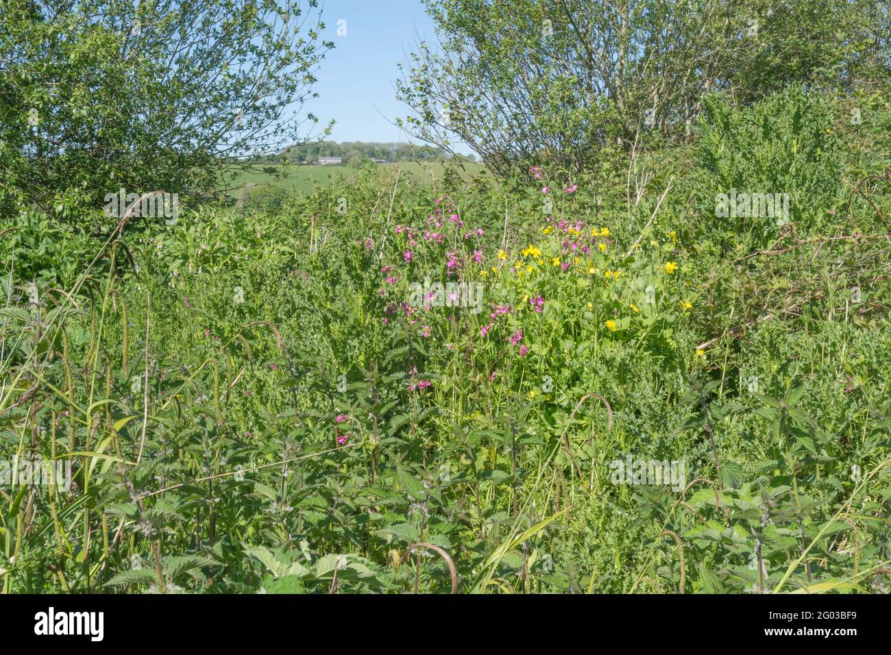 Colourful UK roadside weeds in summer sunshine. For overtaken or overgrown by weeds, weeds out of control, hedgerow weeds in UK. See NOTES for ID. Stock Photo