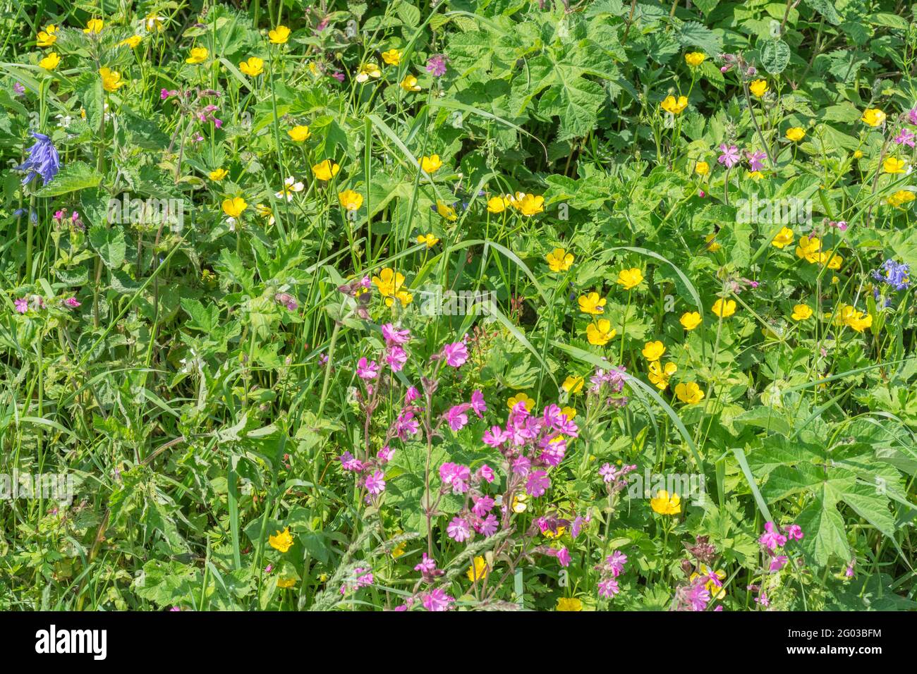 Colourful UK roadside weeds in summer sunshine. For overtaken or overgrown by weeds, weeds out of control, hedgerow weeds in UK. See NOTES for ID. Stock Photo