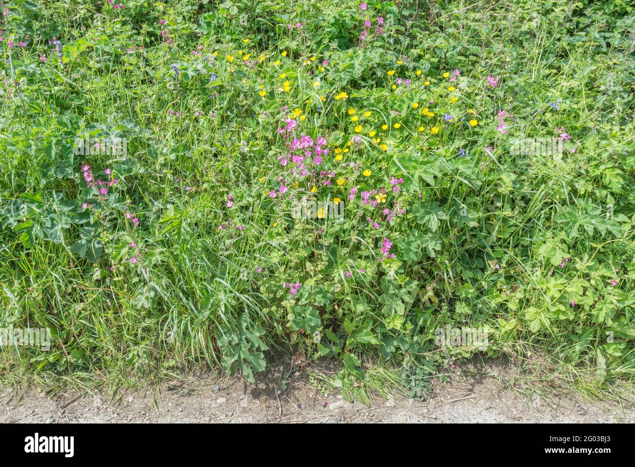 Colourful UK roadside weeds in summer sunshine. For overtaken or overgrown by weeds, weeds out of control, hedgerow weeds in UK. See NOTES for ID. Stock Photo