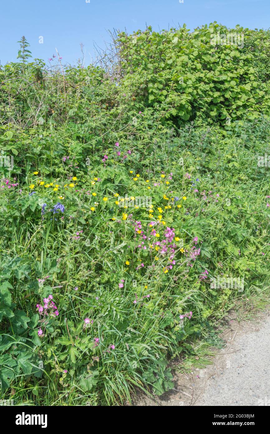 Colourful UK roadside weeds in summer sunshine. For overtaken or overgrown by weeds, weeds out of control, hedgerow weeds in UK. See NOTES for ID. Stock Photo