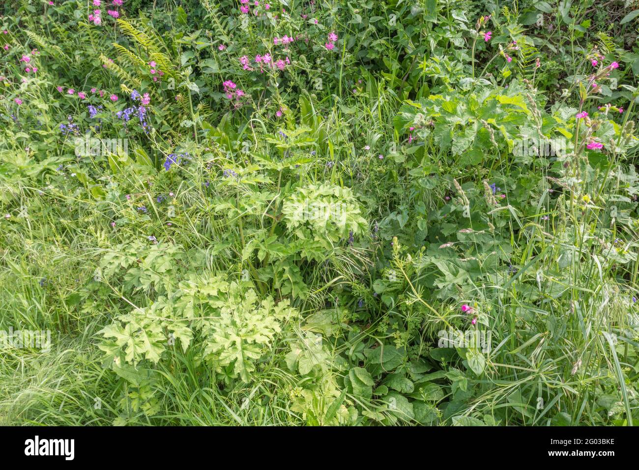 Colourful UK roadside weeds in summer sunshine. For overtaken or overgrown by weeds, weeds out of control, hedgerow weeds in UK. See NOTES for ID. Stock Photo