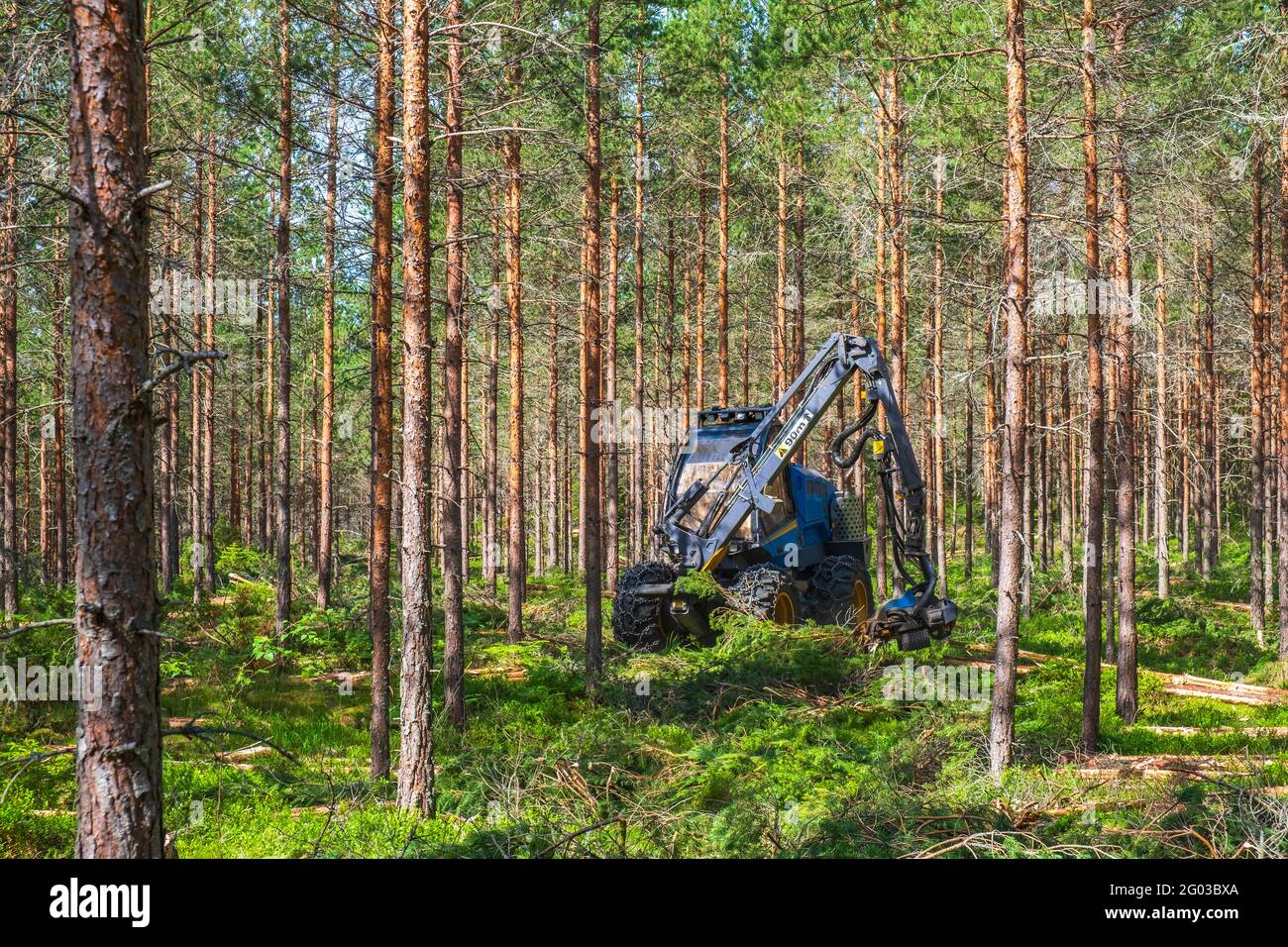 Forestry thinning with a harvester in a forest Stock Photo