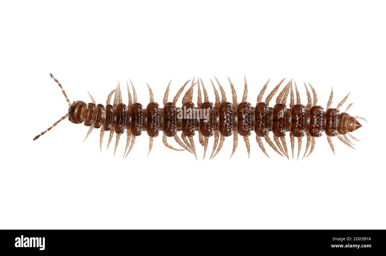 Millipede Eurymerodesmus spp. brown Insects bug Stock Photo