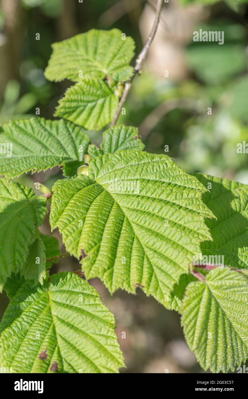 Sunlight on Hazel leaves / Corylus avellana in a Cornish hedgerow. While the nuts are eaten as food hazel was also used in herbal remedies and cures. Stock Photo