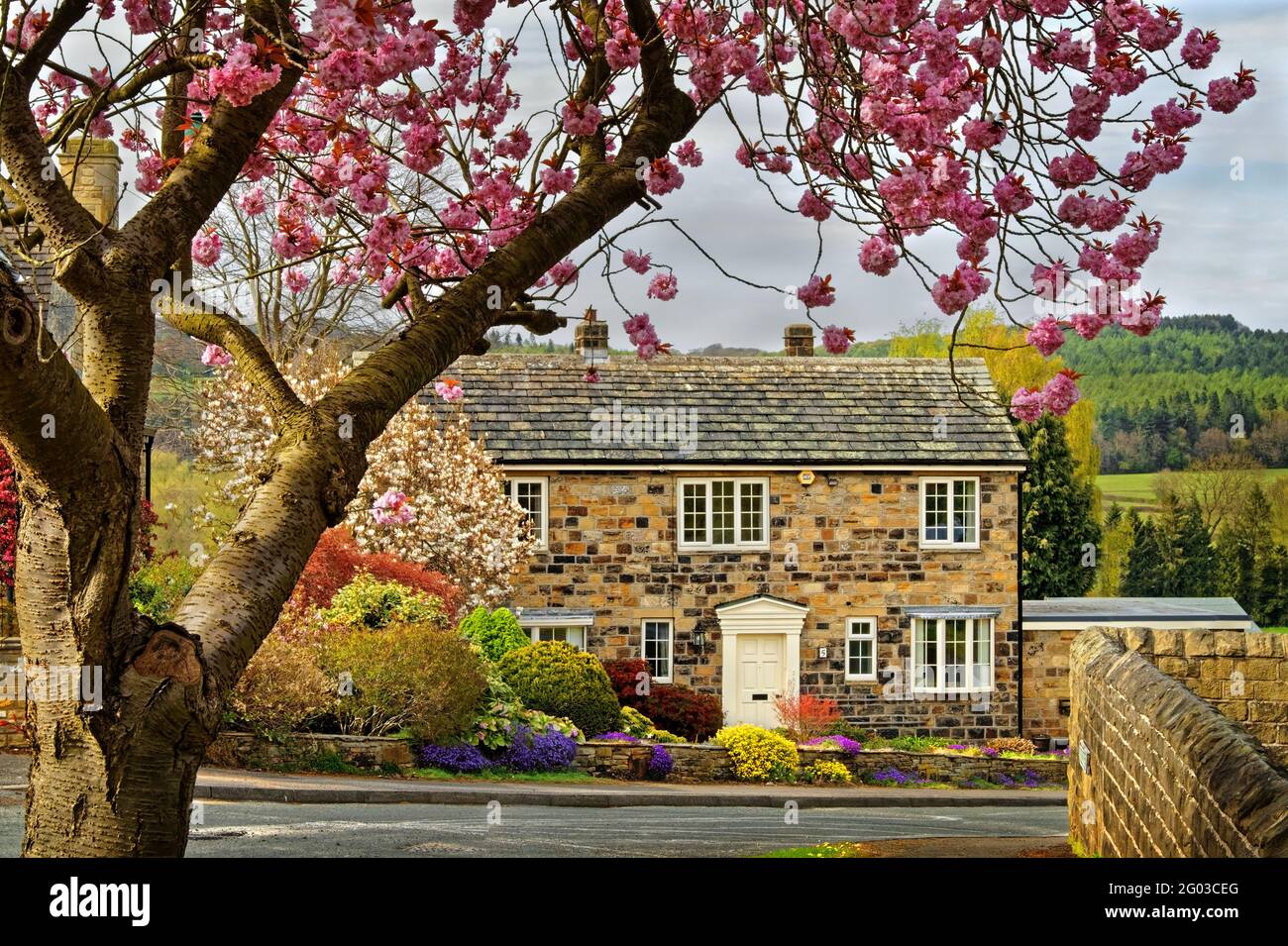 UK, South Yorkshire, Barnsley, Horn Croft House and Cherry Blossom Stock Photo