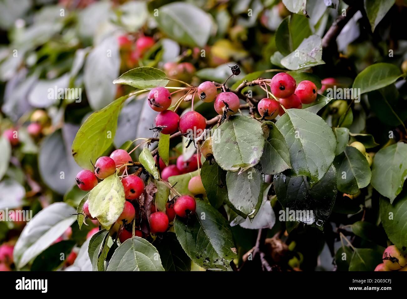 Red fruits of a grabapple named 'John Downie' (Malus pumila) ripe on the branches after a rain in summer, Bavaria, Germany Stock Photo