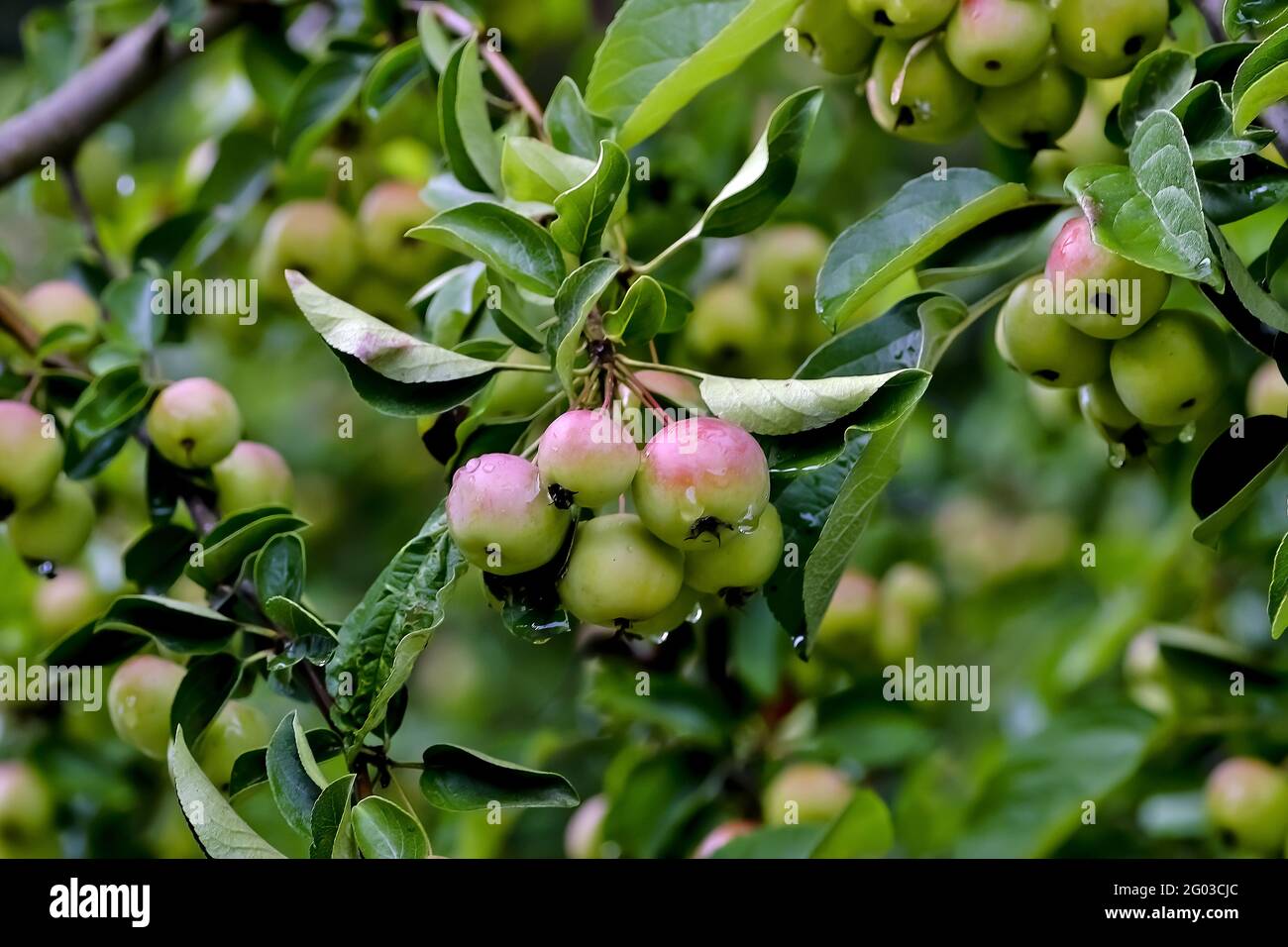 Very many red fruits of a grabapple named 'Butterball' (Malus x zumi) ripe on the branches after a rain in summer, Bavaria, Germany Stock Photo